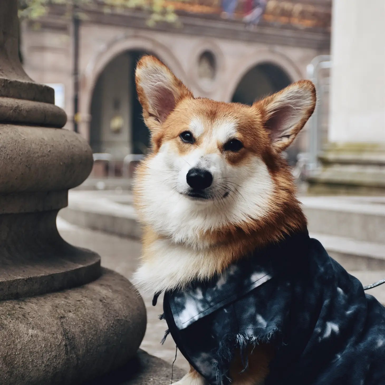 Black Tie-Dye Dog Denim Jacket