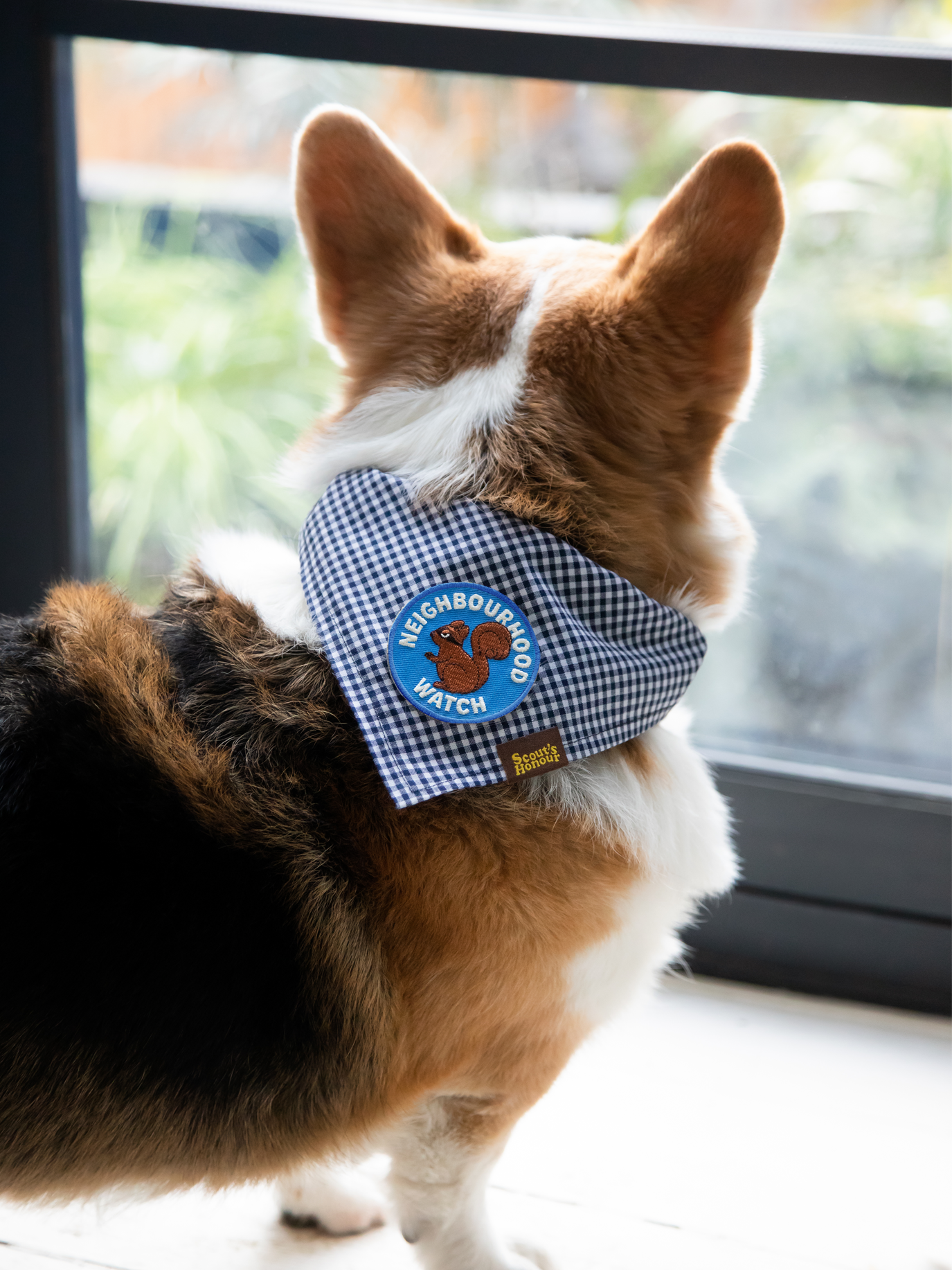 Neighbourhood Watch patch for dogs