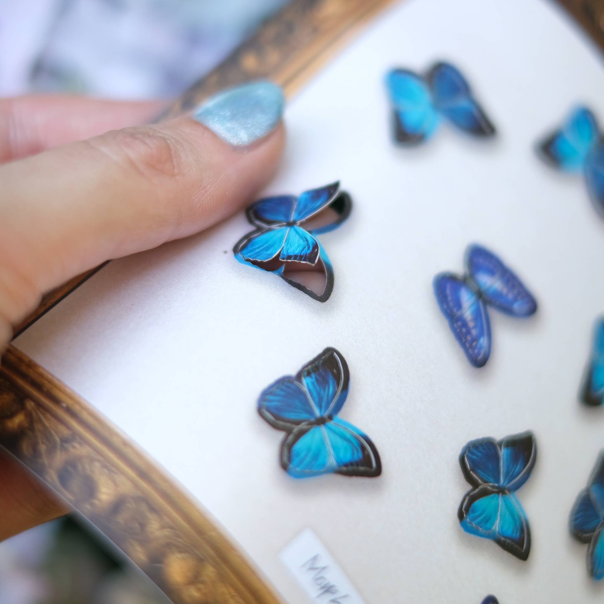 'Cerulean' Micro Morpho Butterfly Collection