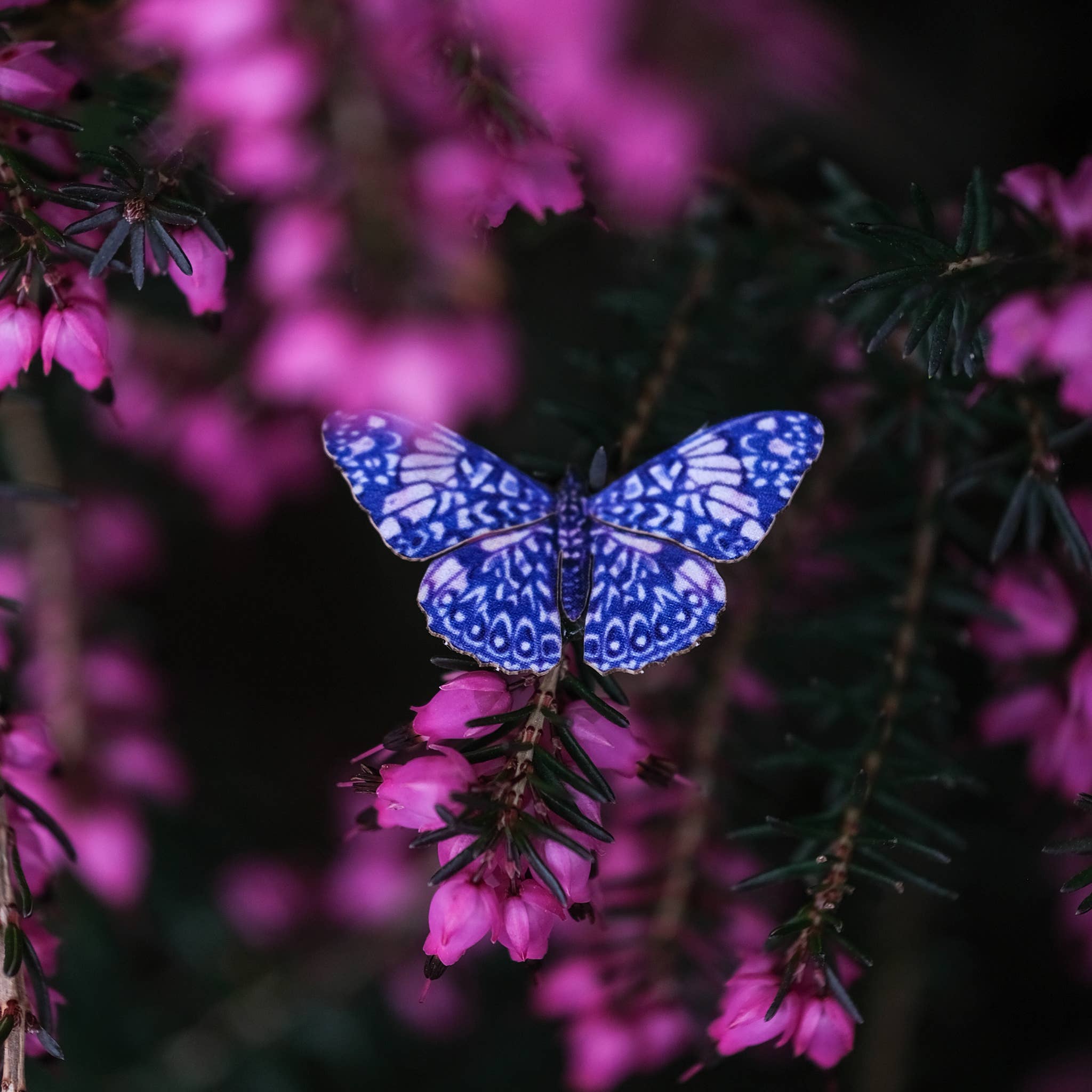 ’Galaxy' Micro Moth & Butterfly Collection