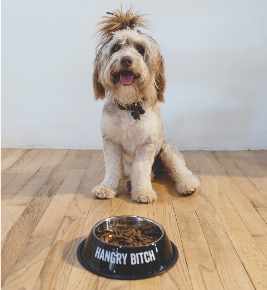 Hangry Bitch Small Pet Bowl